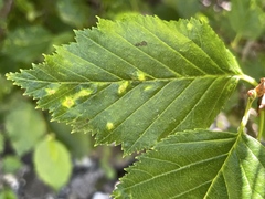 Acalitus brevitarsus