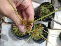 Cyperus polystachyos