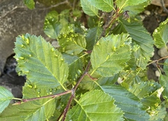 Acalitus brevitarsus