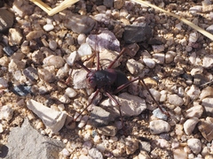 Acanthoplus discoidalis