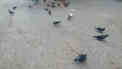 Columba livia domestica