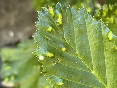 Acalitus brevitarsus