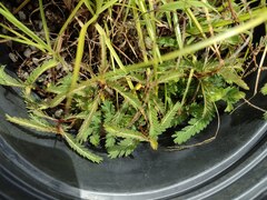 Phyllanthus urinaria