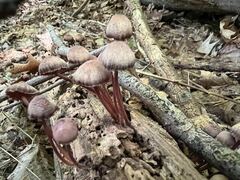 Mycena