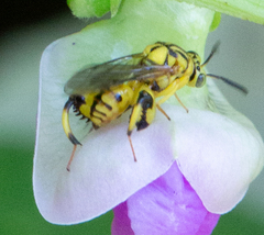 Conura amoena