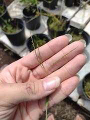 Digitaria ciliaris