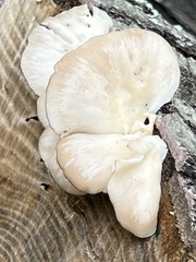 Pleurotus pulmonarius