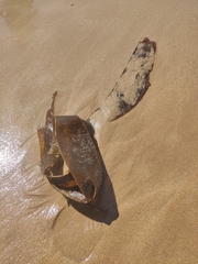 Saccorhiza polyschides