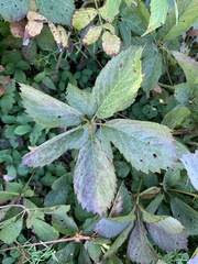 Parthenocissus inserta