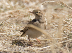 Calandrella brachydactyla