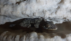 Thecadactylus rapicauda