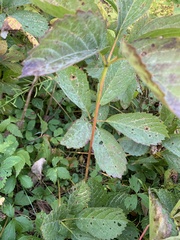 Parthenocissus inserta