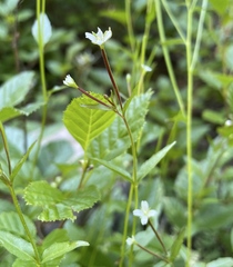 Epilobium anagallidifolium
