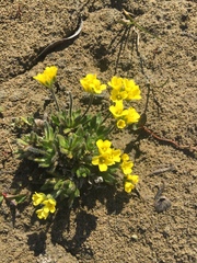 Draba pilosa
