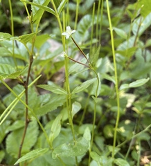 Epilobium anagallidifolium
