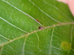 Caryomyia cilidolium