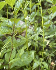 Epilobium anagallidifolium