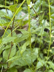 Epilobium anagallidifolium