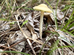 Entoloma murrayi