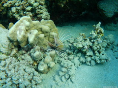 Pterois cincta