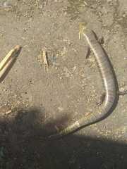 Diploglossus lessonae