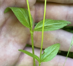 Epilobium anagallidifolium