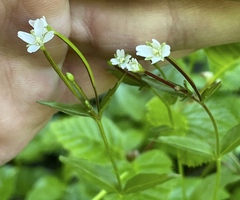 Epilobium anagallidifolium