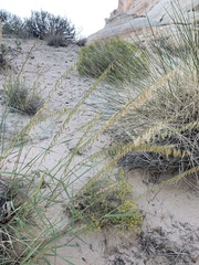 Bouteloua curtipendula