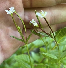 Epilobium anagallidifolium