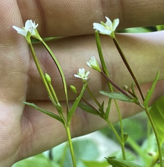 Epilobium anagallidifolium