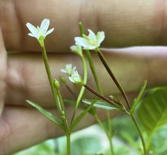 Epilobium anagallidifolium