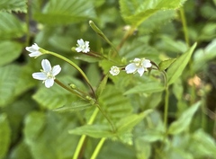 Epilobium anagallidifolium