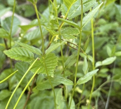 Epilobium anagallidifolium