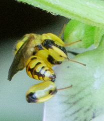 Conura amoena