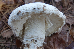Amanita polypyramis