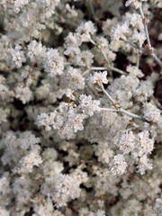 Eriogonum niveum