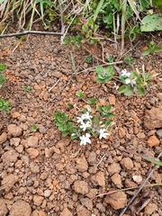 Dyschoriste setigera