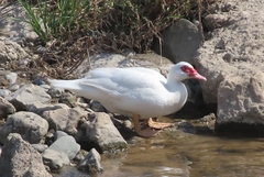 Cairina moschata domestica