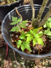 Cardiospermum grandiflorum