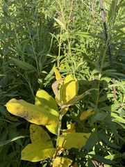 Asclepias