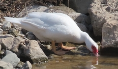 Cairina moschata domestica