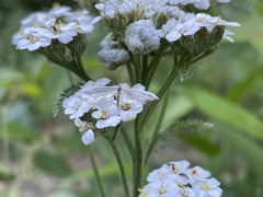 Gillmeria pallidactyla