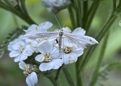 Gillmeria pallidactyla