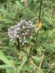 Valeriana officinalis