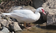 Cairina moschata domestica