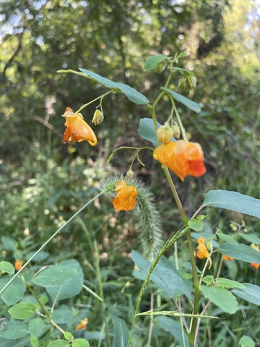 Impatiens capensis iNat (2)