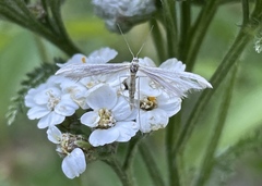 Gillmeria pallidactyla