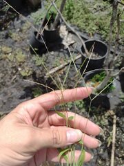 Digitaria radicosa