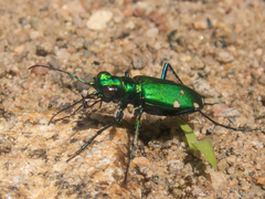 Cicindela sexguttata