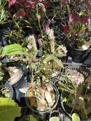 Celosia spicata